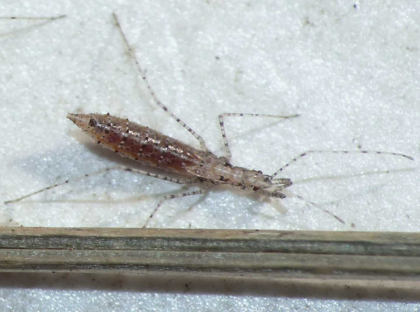 Reduviidae: Empicoris mediterraneus (cf) di Ostia (RM)